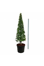 Carpinus betulus C90 Lit. 175-200 cm; Piramida