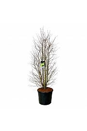 Cercidiphyllum japonicum C90 Lit. 200-225 cm extra