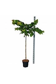 Cercis can. The Rising Sun C15 Lit. Na steblu 120 cm