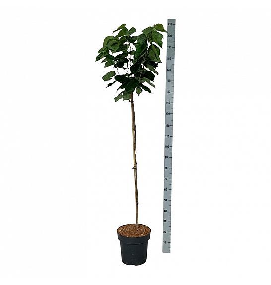 Cercis chinensis Avondale C15 Lit. Na steblu 120 cm