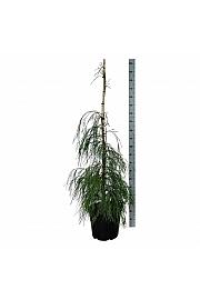 Chamaecyparis lawsoniana Drooping Solo C30 Lit. 125-150 cm extra