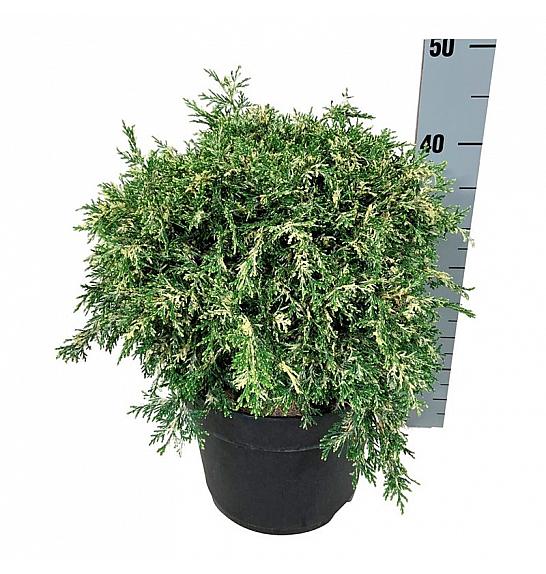 Chamaecyparis lawsoniana Pearly Swirls G.A. C7 Lit. 30-40 cm