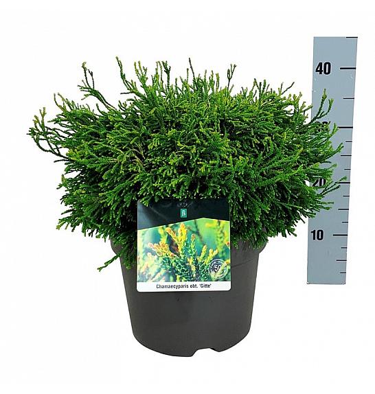 Chamaecyparis obtusa Gitte C7 Lit. 30-40 cm