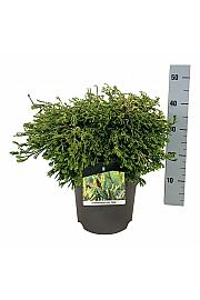 Chamaecyparis obtusa Gitte C7,5 Lit. 40-50 cm