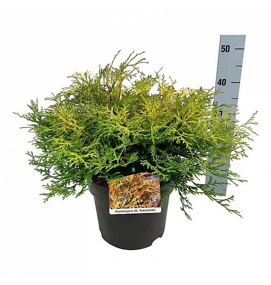 Chamaecyparis obtusa Kamarachiba C7 Lit. 40-50 cm