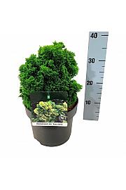 Chamaecyparis obtusa Nana Aurea C5 Lit. 20-25 cm