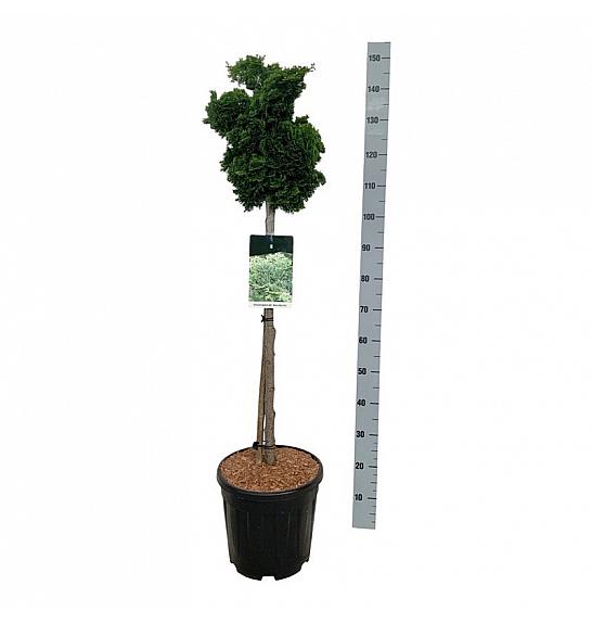 Chamaecyparis obtusa Nana Gracilis C15 Lit. Na steblu 80 cm; Krošnja 30/40 cm
