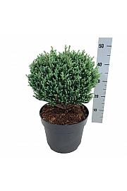 Chamaecyparis pisifera Blue Moon PBR C7 Lit. 25-30 cm