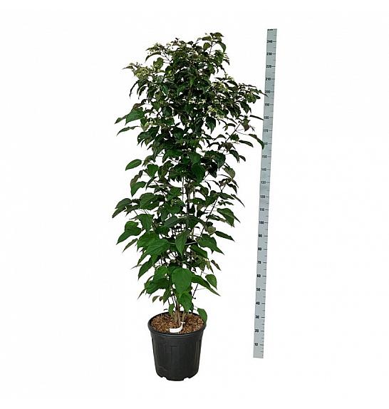 Clerodendrum trichotomum fargesii C30 Lit. 175-200 cm extra