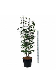 Cornus Aurora C90 Lit. 225-250 cm extra