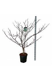 Cornus controversa Pagoda C30 Lit. 150-175 cm extra