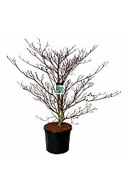 Cornus controversa Pagoda C90 Lit. 150-175 cm extra