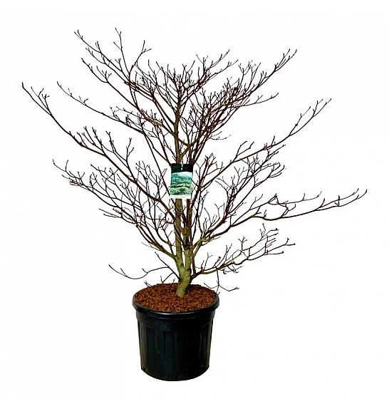 Cornus controversa Pagoda C90 Lit. 150-175 cm extra