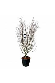 Cornus kousa Cappucino C55 Lit. 200-225 cm extra