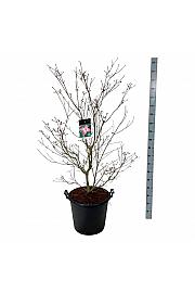 Cornus kousa Satomi C55 Lit. 125-150 cm extra
