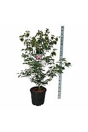 Cornus kousa Scarlet Fire ® C30 Lit. 125-150 cm extra