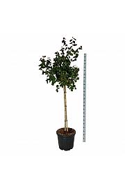 Corylus avelana Red Majestic C55 Lit. Na steblu 90 cm extra