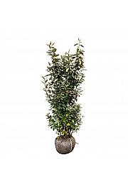 Elaeagnus ebbingei Compacta bala 125-150 cm