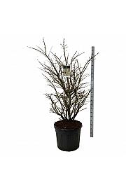 Euonymus alatus C90 Lit. 125-150 cm extra
