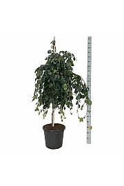 Fagus sylvatica Pendula C30 Lit. 125-150 cm extra