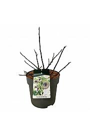 Ficus carica Little Miss Figgy (R) C15 Lit. 40-50 cm