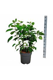 Hydrangea arborescens Strong Annabelle C15 Lit. 60-80 cm