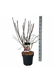 Hydrangea paniculata Bonfire C15 Lit. 60-80 cm