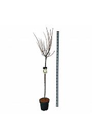 Hydrangea paniculata Polar Bear® C15 Lit. Na steblu 120 cm