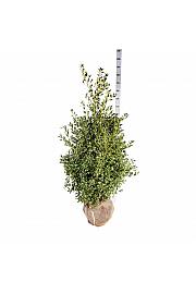 Ilex aquifolium Alaska bala 125-150 cm extra
