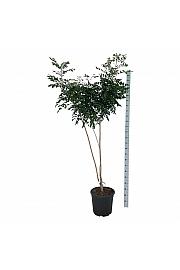 Koelreuteria paniculata C30 Lit. 175-200 extra