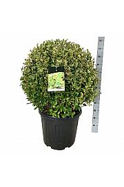 Ligustrum ovalifolium Aureum C55 Lit. 70-80 cm Krogla extra