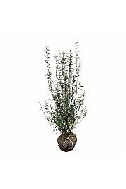 Ligustrum vulgaris Atrovirens bala 125-150 cm