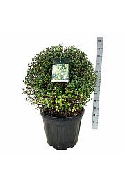 Ligustrum vulgaris Atrovirens C55 Lit. 70-80 cm Krogla extra