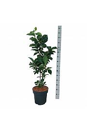 Magnolia soulangeana Cameo C15 Lit. 80-100 cm