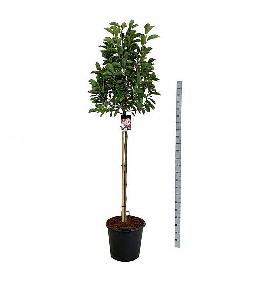 Magnolia soulangeana C55 Lit. Na steblu 120 cm extra
