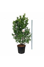 Magnolia Susan C90 Lit. 175-200 cm extra