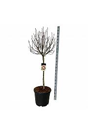 Magnolia Susan C55 Lit. Na steblu 90 cm extra