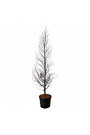 Metasequoia glyptostroboides Amber Glow PBR C90 Lit. 250-300 cm extra