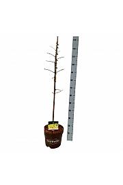 Metasequoia glyptostroboides Amber Glow PBR C7,5 Lit. 80-100 cm