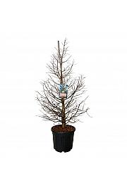 Metasequoia glyptostroboides Daweswood Tawny Fleece C55 Lit. 150-175 cm extra