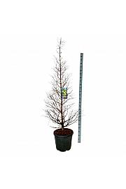 Metasequoia glyptostroboides Daweswood Tawny Fleece C55 Lit. 175-200 cm extra