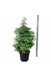 Metasequoia glyptostroboides Hamlets Broom C55 Lit. 100-125 cm extra