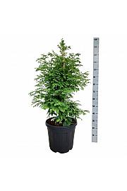 Metasequoia glyptostroboides Hamlets Broom C30 Lit. 80-100 cm extra