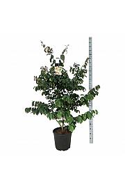 Parrotia persica C30 Lit. 100-125 cm extra