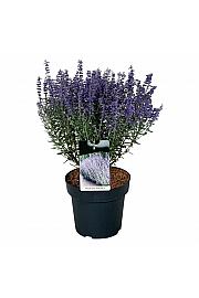 Perovskia atriplicifolia Prime Time C15 Lit. 40-50 cm