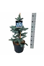 Picea pungens Oldenburg C7,5 Lit. 40-50 cm