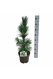 Pinus flexis Vanderwolfs Pyramid C4 Lit. 40-50 cm