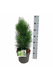 Pinus nigra Green Tower C4 Lit. 30-40 cm