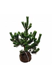 Pinus nigra Oregon Green bala 100-125 cm extra