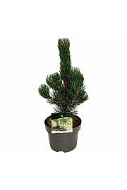 Pinus nigra Oregon Green C4 Lit. 40-50 cm